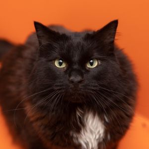 Hammock, Senior Male Domestic Medium Hair