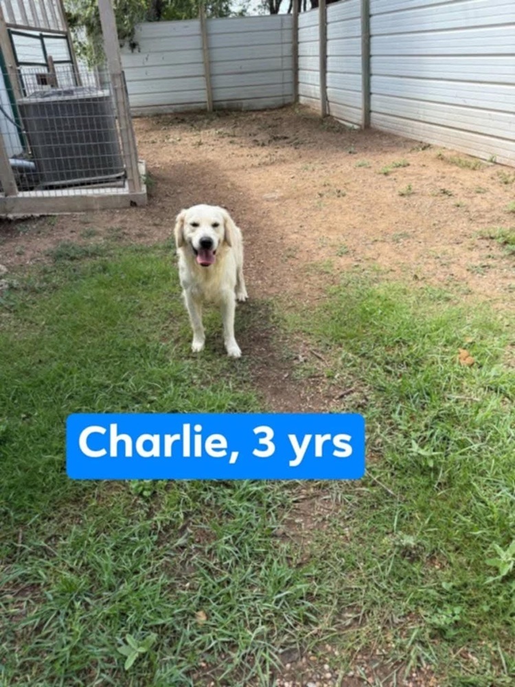 Charlie Boy