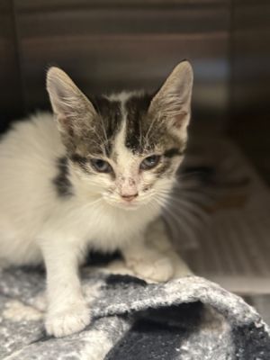 Lillian, Baby Female Domestic Short Hair