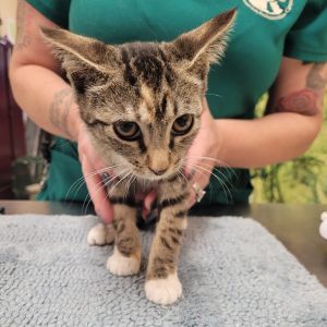 SCFL-Stray-64297_2, Baby Female Domestic Short Hair