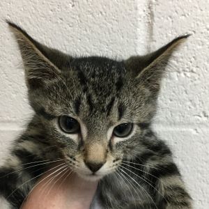 Bronco - Chow Hound Northland, Baby Male Domestic Short Hair