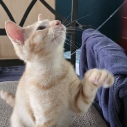 Neutron, Baby Male Domestic Short Hair