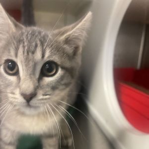 Adore Delano, Baby Female Domestic Short Hair