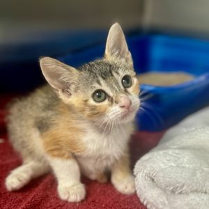 Persephone, Baby Female Domestic Short Hair