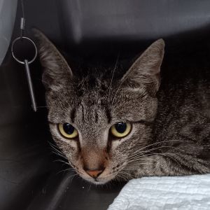 Tucker, Adult Male Domestic Short Hair