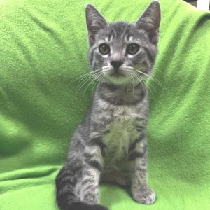 Frank, Baby Male Domestic Short Hair