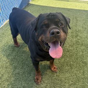 Blue, Senior Male unknown