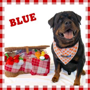 Blue, Senior Male unknown