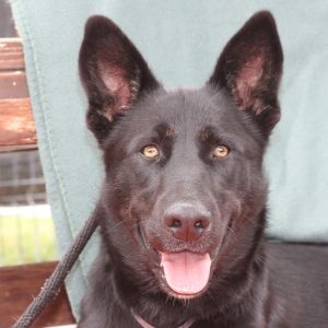 Precious, Adult Female unknown