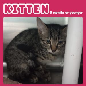 Abby, Baby Female Domestic Short Hair