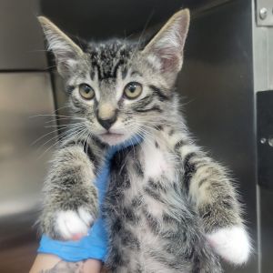 Buckle, Baby Male Domestic Short Hair