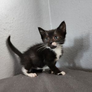 Tumblr, Baby Male Domestic Short Hair