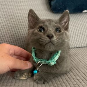 Grogu, Baby Female Domestic Short Hair