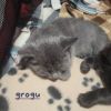 Grogu photo 4