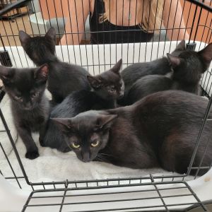 Starling, Baby Female Domestic Short Hair