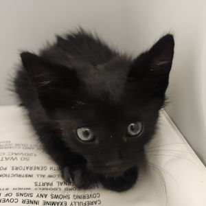 Llama, Baby Male Domestic Short Hair