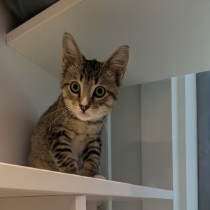 Gavin, Baby Male Domestic Short Hair