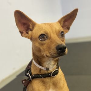 Reeses Puff Mixed Breed Dog