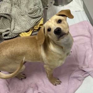 Adler Mixed Breed Dog