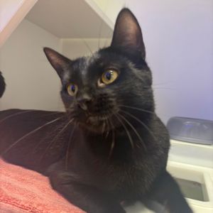 Rebecca Domestic Short Hair Cat