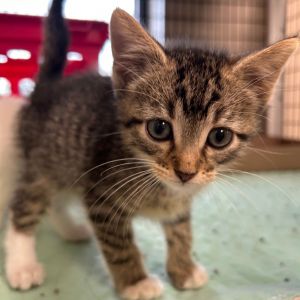 Bucket, Baby Male Domestic Short Hair