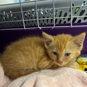 Takiki, Baby Female Domestic Short Hair