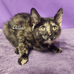Calla, Baby Female Domestic Short Hair