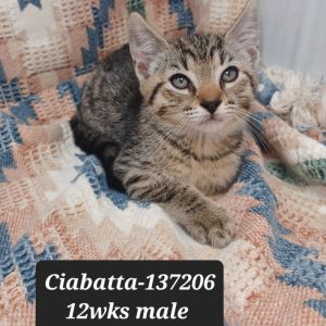 Ciabatta, Baby Male Domestic Short Hair
