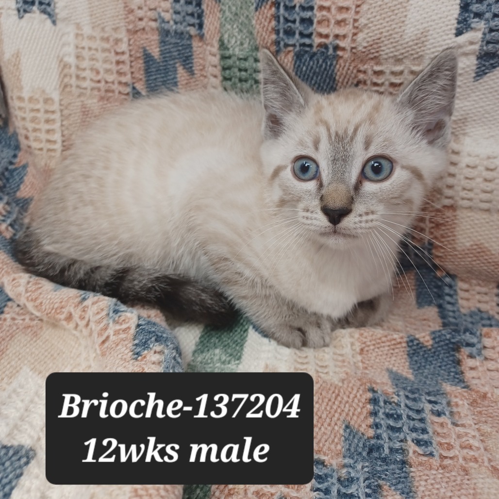 Brioche