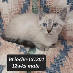 Brioche, Baby Male Siamese