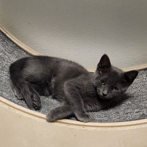 Lucille, Baby Female Domestic Short Hair