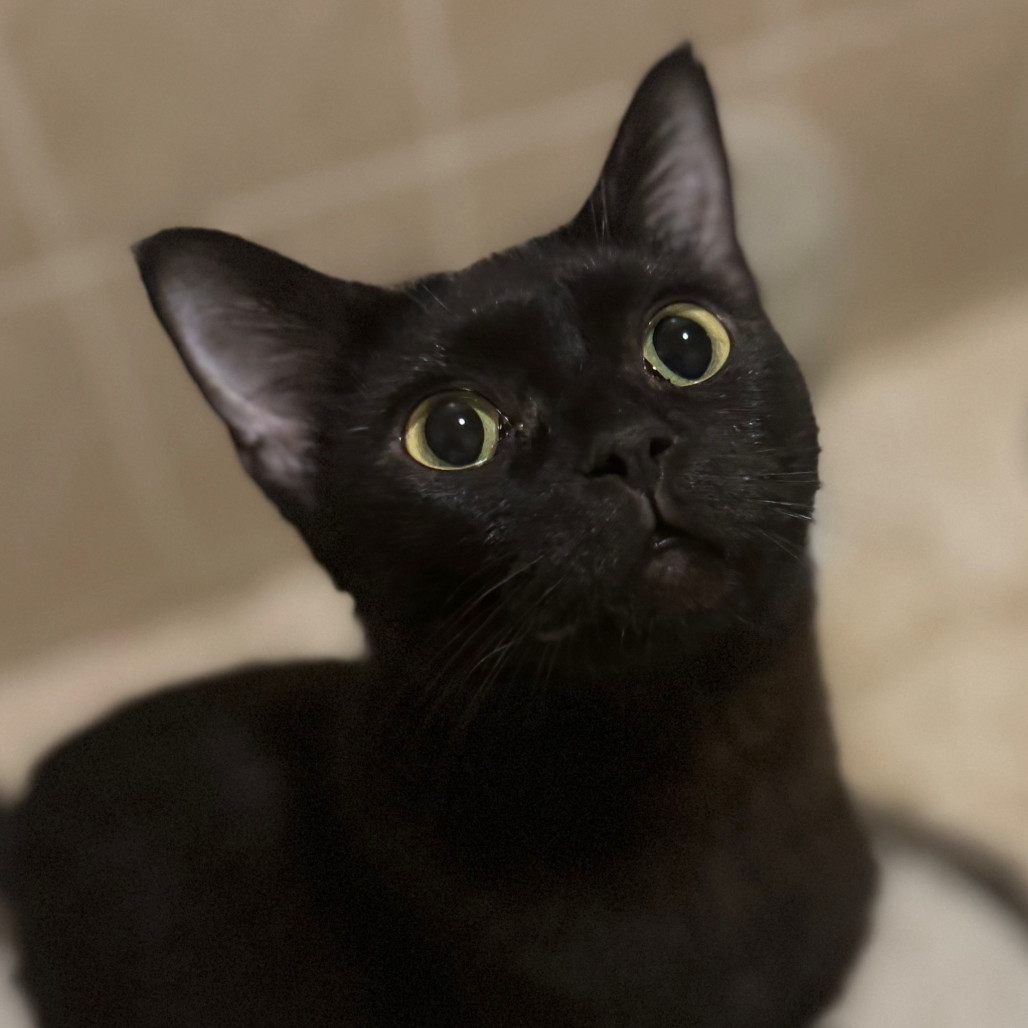 Ebony Kuwait - Adoption Pending