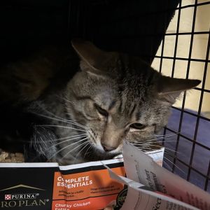 Buster BCAS, Adult Male Domestic Short Hair