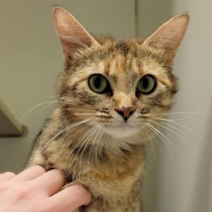Rhea, Adult Female Domestic Short Hair