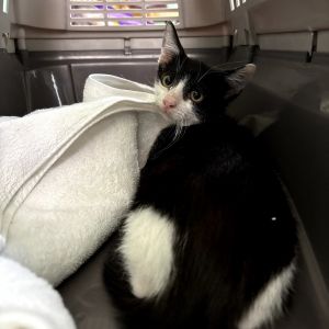 Butters Domestic Short Hair Cat
