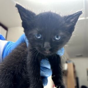Anne, Baby Female American Shorthair