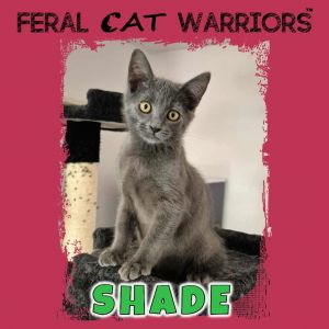Shade, Baby Male Domestic Short Hair