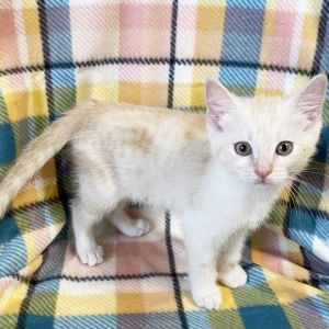 Popsicle, Baby Female Domestic Short Hair
