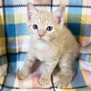 Bomb Pop, Baby Male Domestic Short Hair