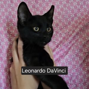 Leonardo DaVinci Orr, Baby Male Domestic Short Hair