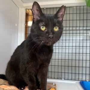 Gramps, Senior Male Domestic Short Hair