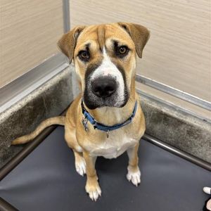 Florence is a 7-month-old who adapts well to home life-shes house trained does well when left alon