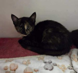 Penelope, Baby Female Domestic Short Hair