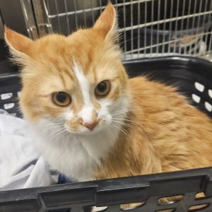 Ferrari, Adult Female Domestic Short Hair