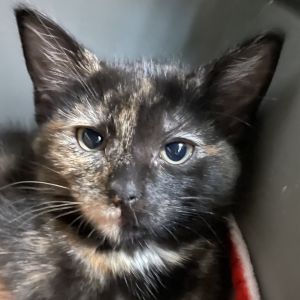 HAILEY, Baby Female Domestic Short Hair