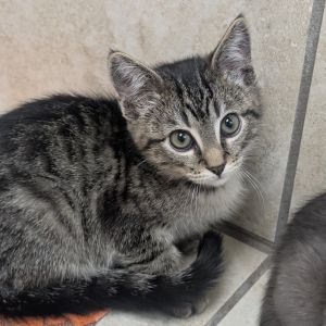 Bradford, Baby Male Domestic Short Hair