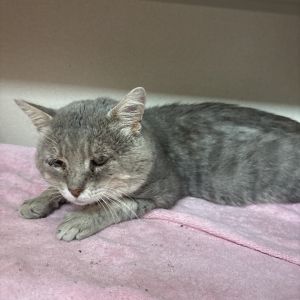 Maxwell, Adult Male Domestic Short Hair