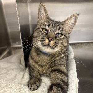 Mckay, Young Male Domestic Short Hair