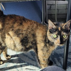 Molly, Adult Female Domestic Short Hair