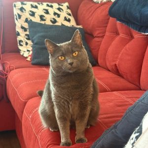 Charlotte (aka Mildred), Senior Female Domestic Short Hair